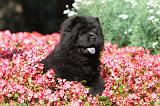 CHOW CHOW 385